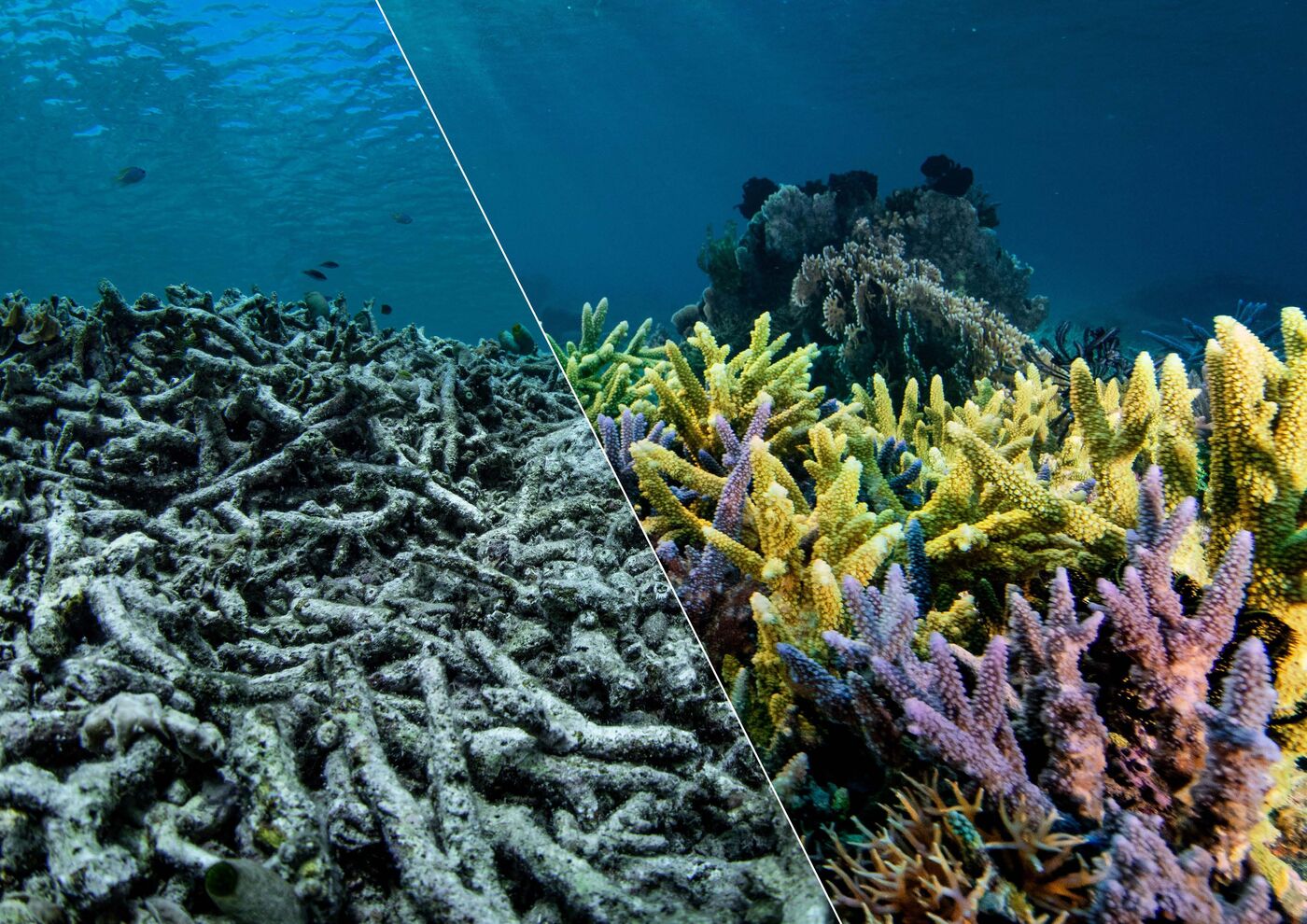 Coral Guardian